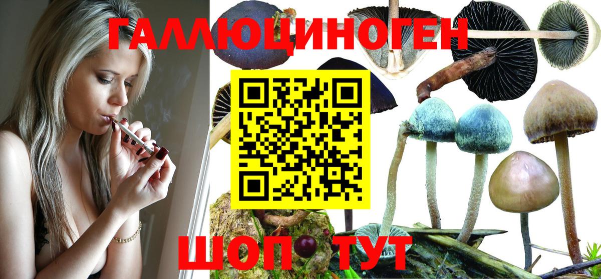 Псилоцибиновые грибы Psilocybe  Вход с VPN  Глазов 